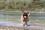 BULLMASTIFF 084